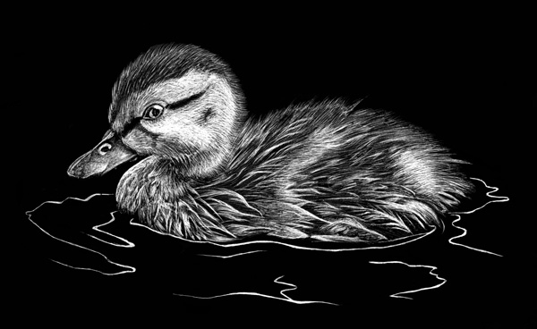 Scratchbord illustration of a duckling.