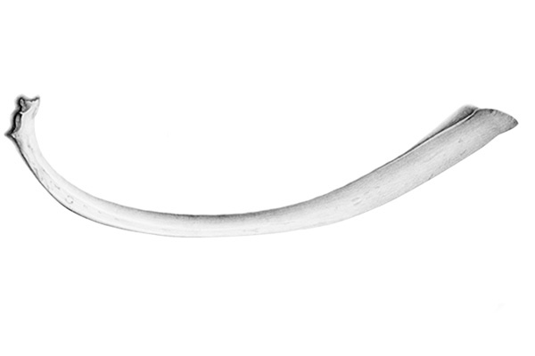 Graphite illustration of a rib bone.