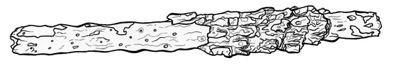 Pen illustration of a pine stick.