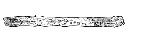 Pen illustration of a small Douglas Fir stick.
