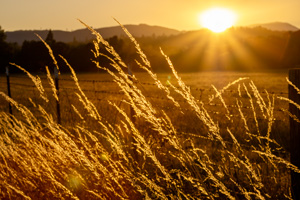 Golden sunset with wheat grass