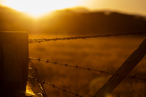 Golden sunset with fence